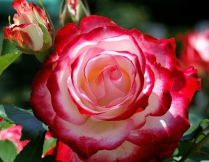 Красота и привлекательность розы